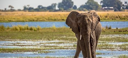 Safari Tours Botswana