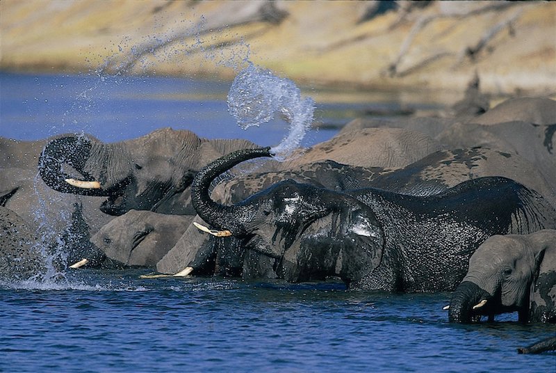 Elephants Swimming Botswana Oakavango-Delta width=