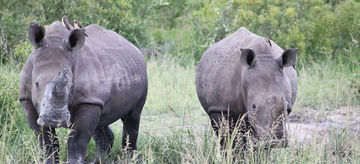 Kenya & Narobi Safari