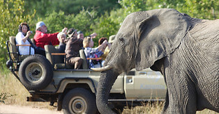Professional Guides & Trackers in Southern Africa