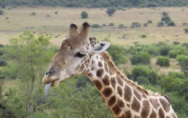 Giraffe South Africa